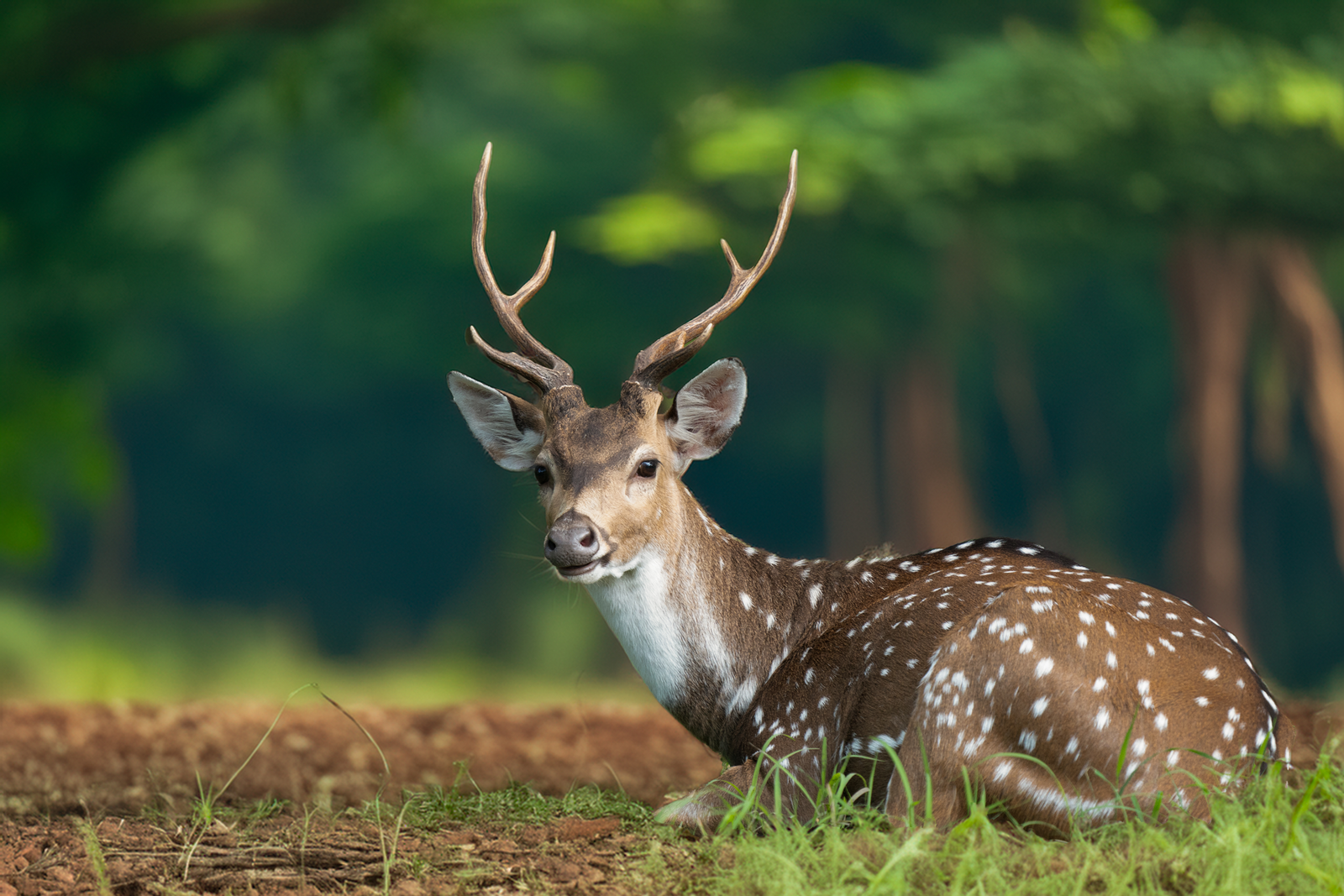 FOREST GENTLEMAN AT EASE