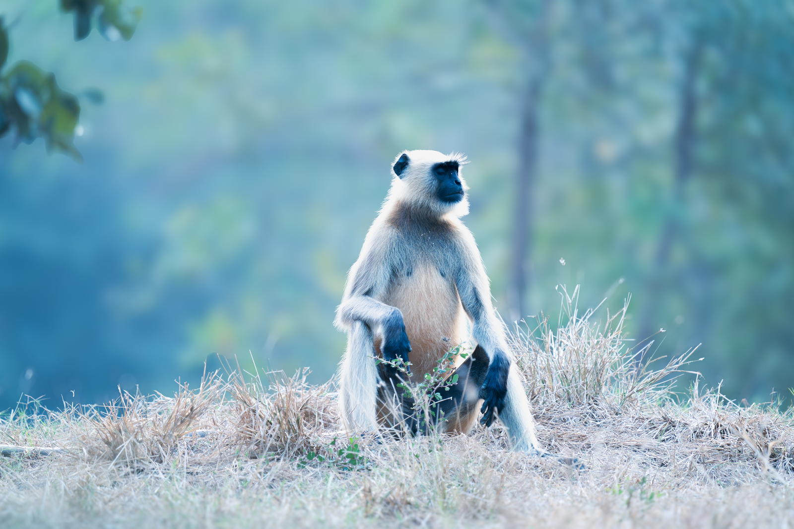 SAGE OF THE HILLSIDE