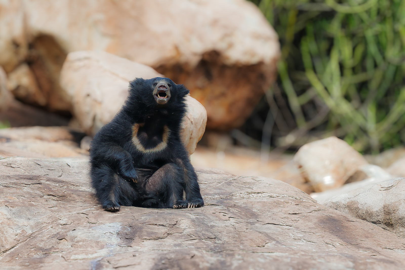 LAUGHING ON THE ROCKS