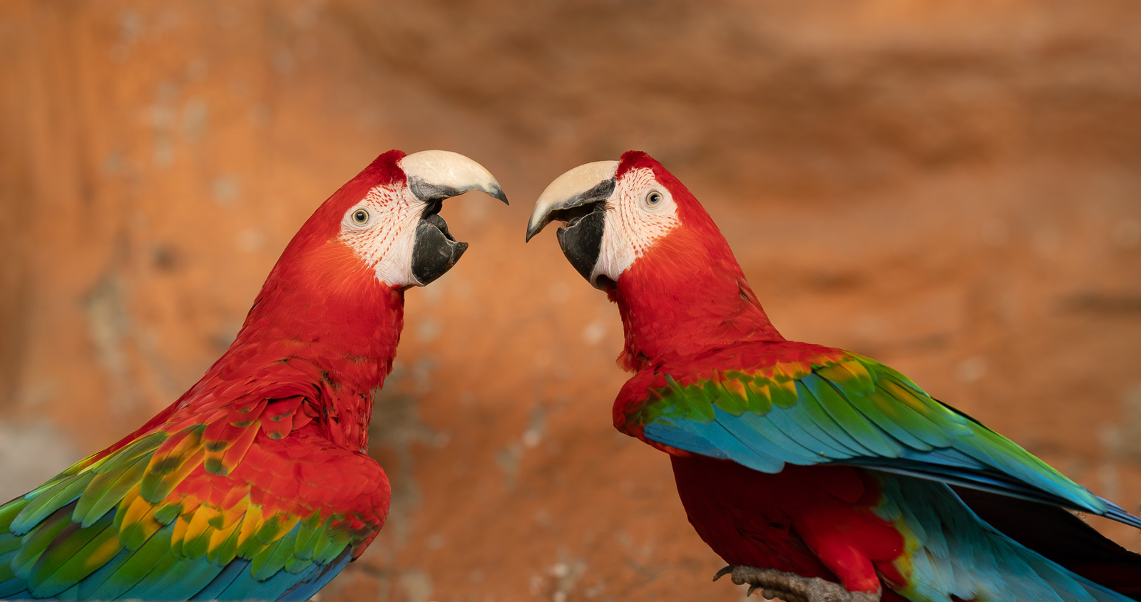 NEON WINGS OF GOSSIP