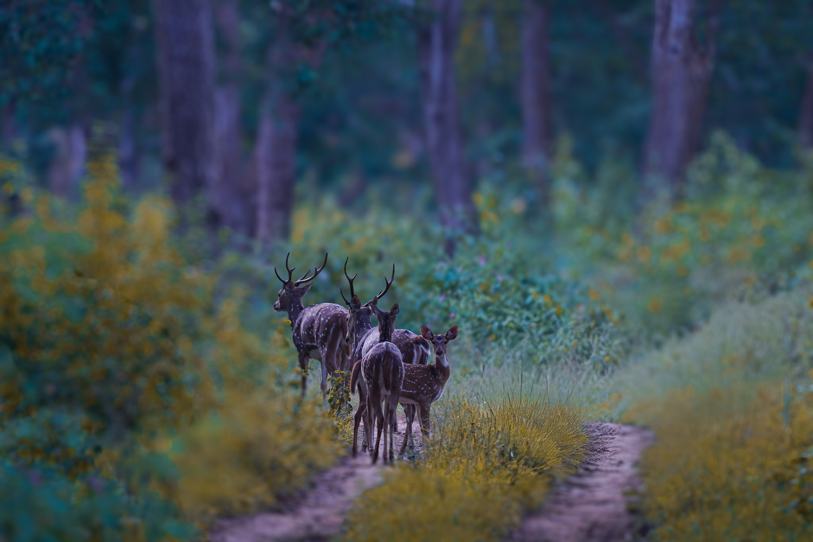 MIDNIGHT PATHFINDERS