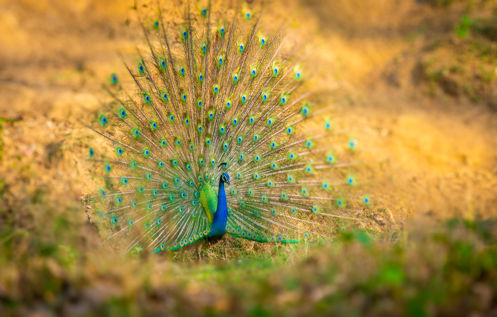 THE PEACOCK'S GRAND FINALE