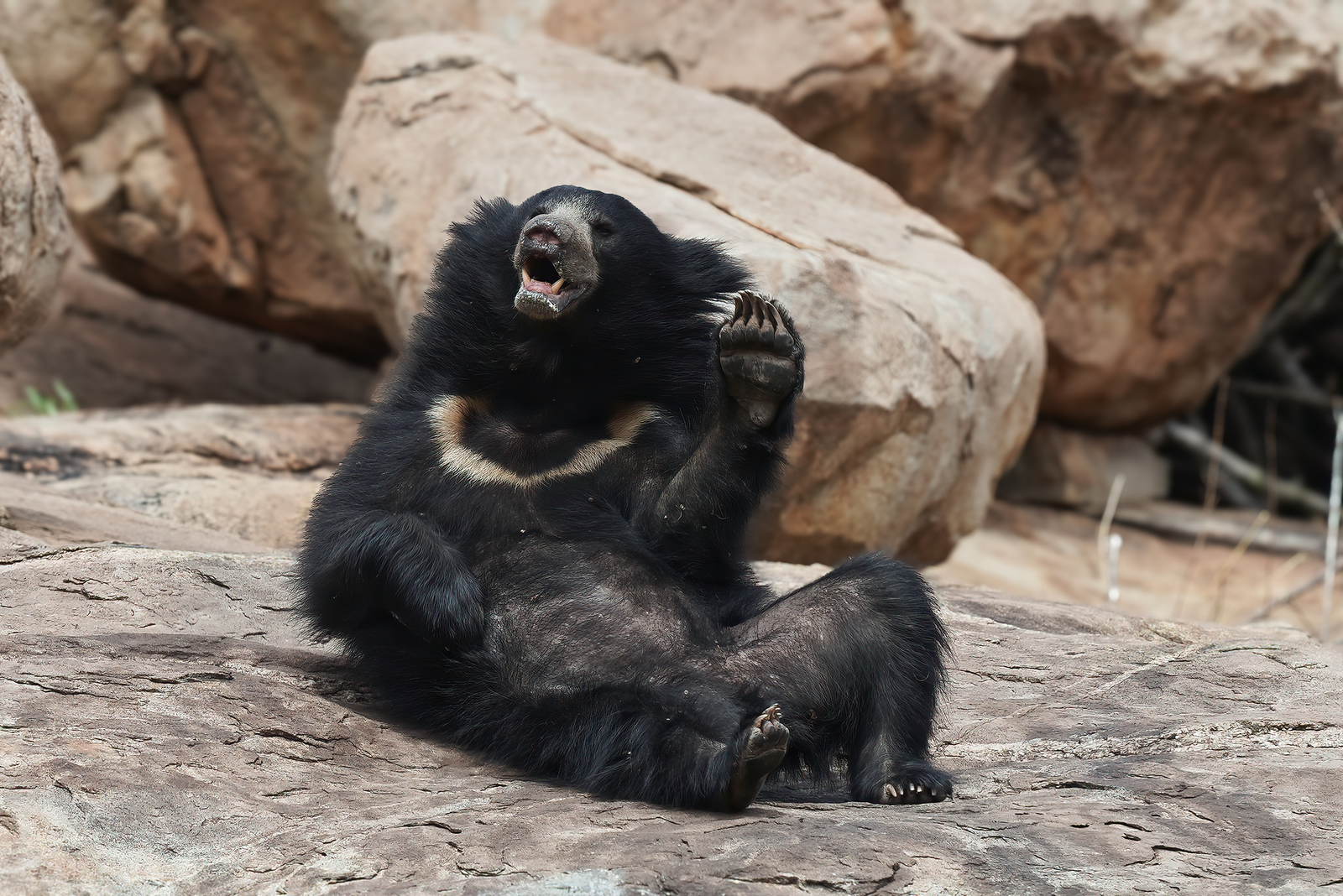 ROCKSTAR OF THE RANGE