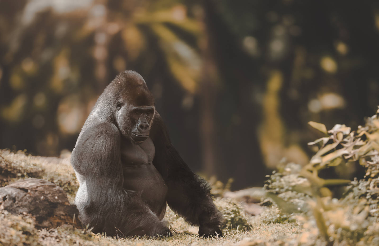 MUSCLE IN THE MORNING LIGHT