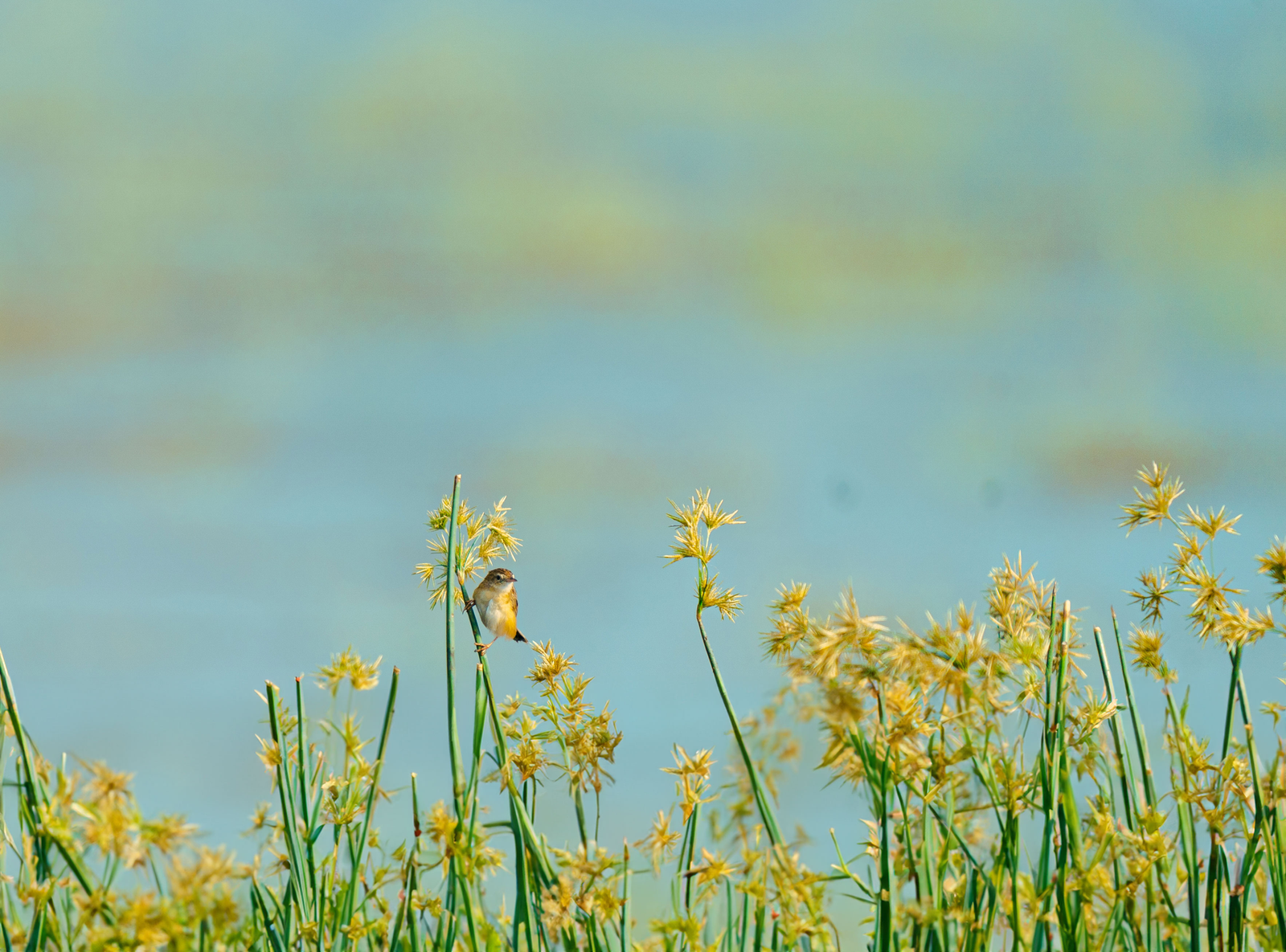 SMALLEST NOTE ON THE LAKE